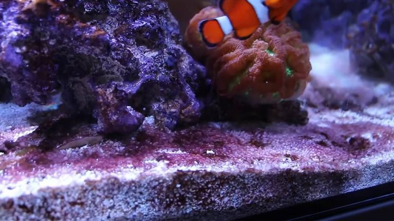 cyano