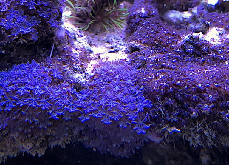 invasive clove polyp