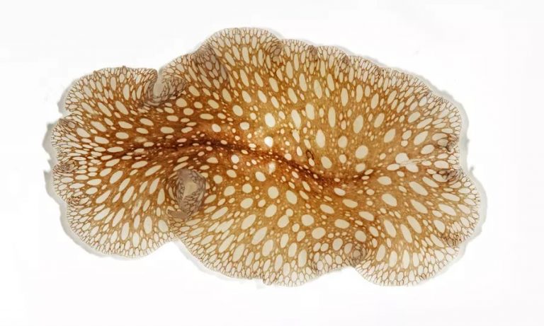 leopard flatworm