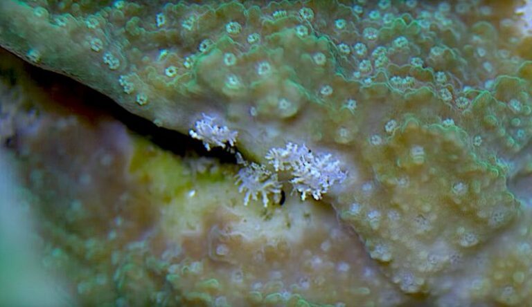 montipora eating nudes