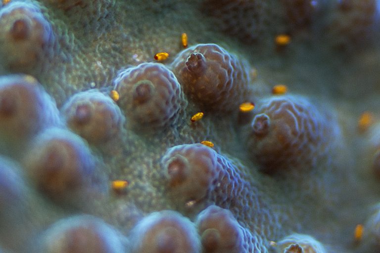 red-bugs-2-reefs